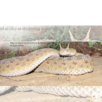 گونه مار افعی شاخدار عربی Desert Horned Viper